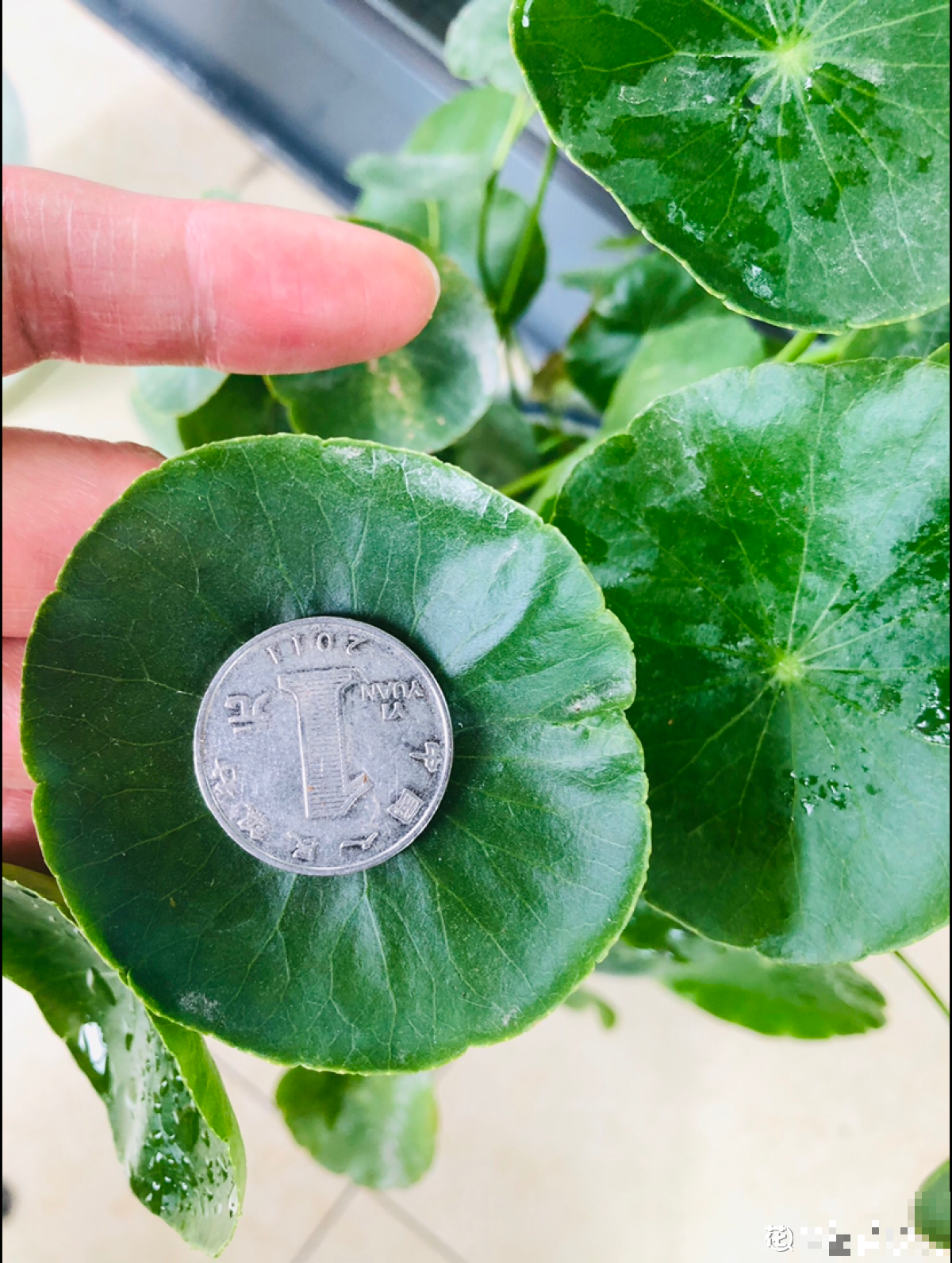 出差没几天，铜钱草头“低穿地心”，狂补水就能直接复活