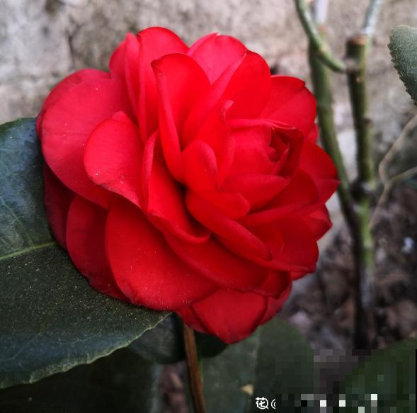 3种花真是“毛病多”，难养难伺候，能养好的都是大神