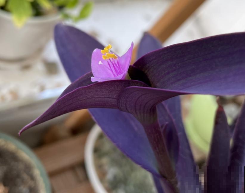 紫竹梅的5个种植关键点,你都知道吗? 紫竹梅的5个种植关键点,你都知道吗?