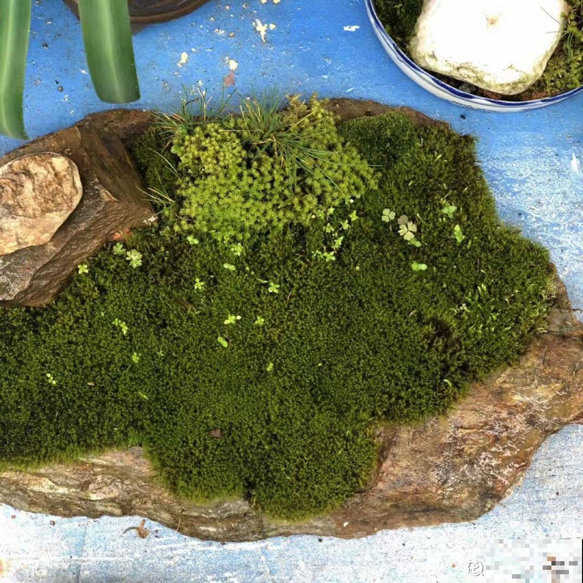 别看苔藓薄薄一层，用处真不少，还特别好养活