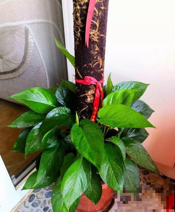 平时的“贵货花”,路边扔了一卡车,赶紧捡回家 平时的“贵货花”,路边扔了一卡车,赶紧捡回家