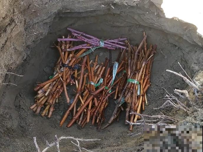 立秋后，7种花要扦插，满盆开花结果子