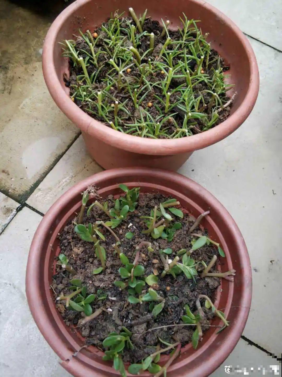 养花大神的爆花技巧，我给大家偷来了，赶紧学