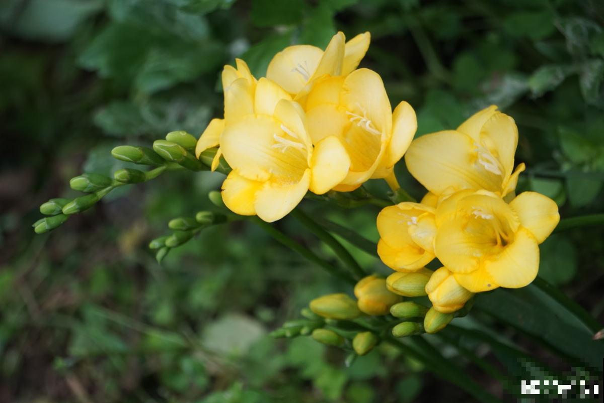 趁着秋天到，赶紧种上3种花，明天春天就能开花