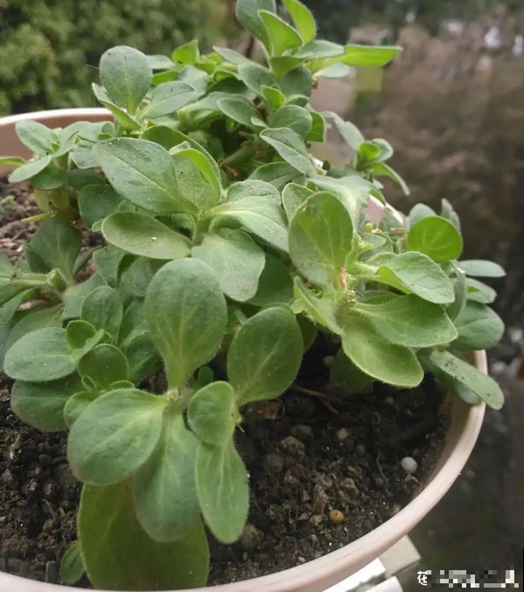 现在给花剪一刀,剪成一个“小平头”,呼呼冒芽爆盆 现在给花剪一刀,剪成一个“小平头”,呼呼冒芽爆盆