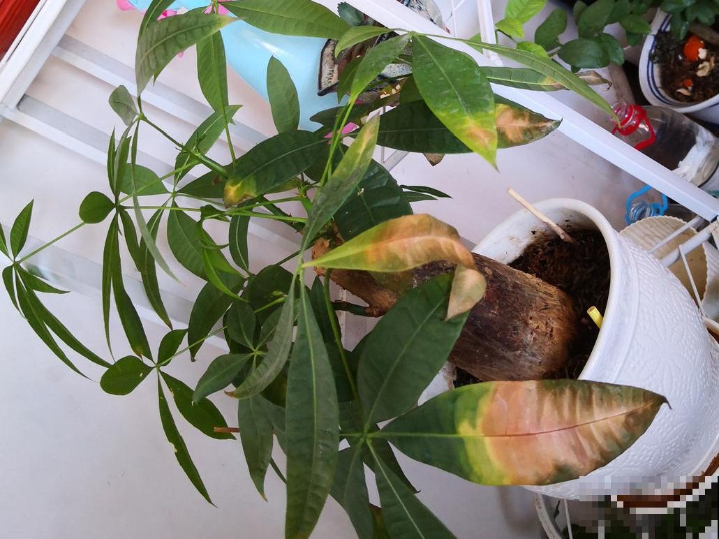 养花“黑名单”实在太难养，心累