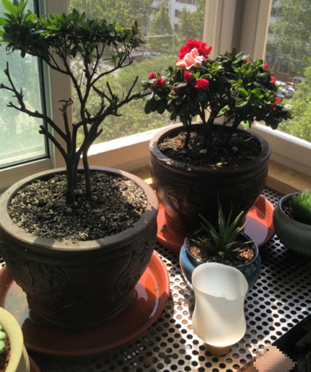 养花换个方法，长得更旺，养花杀手必看