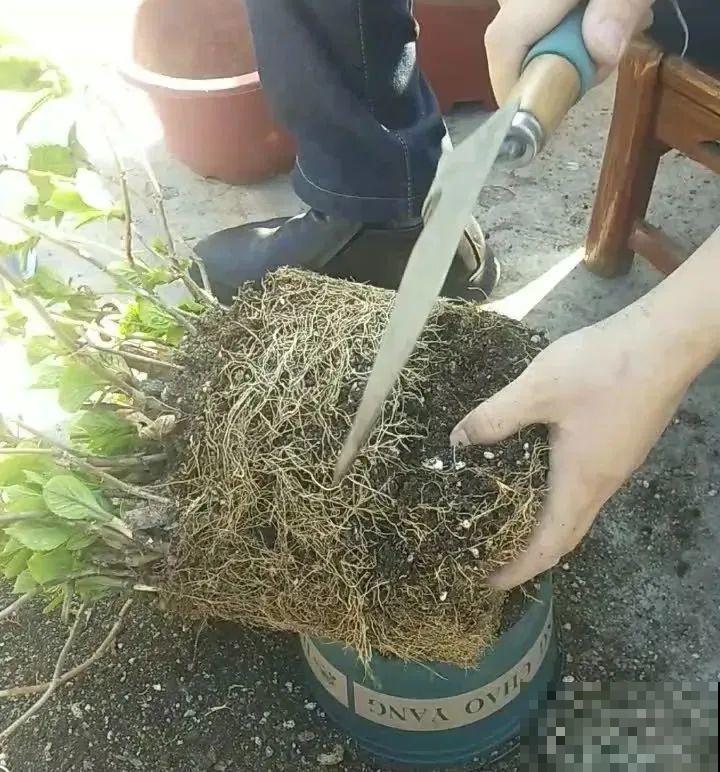 换盆时间到，换好后植物呼呼长，不换全年不开花