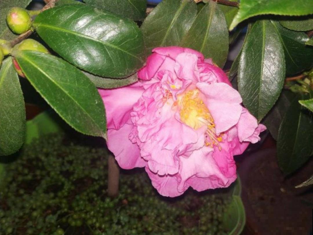 难养活的8种花，在家里养不好，扔门口反而呼呼开花