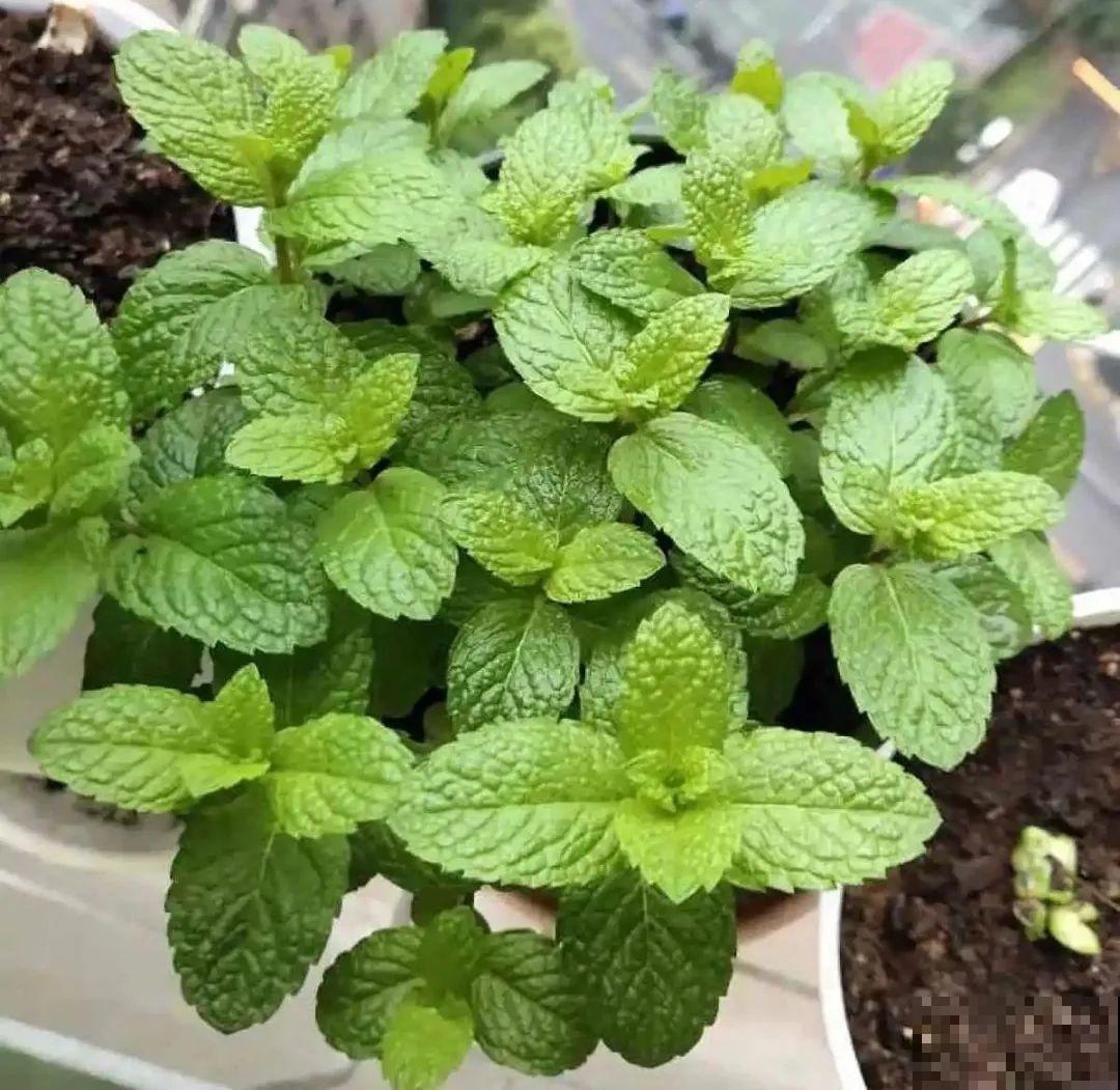 夏天养花，就怕乱浇水，千万不能积水