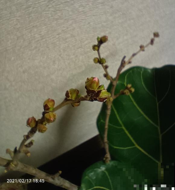 桃树扦插总不活,掌握3个要点,扦插比嫁接生长更迅速 桃树扦插总不活,掌握3个要点,扦插比嫁接生长更迅速