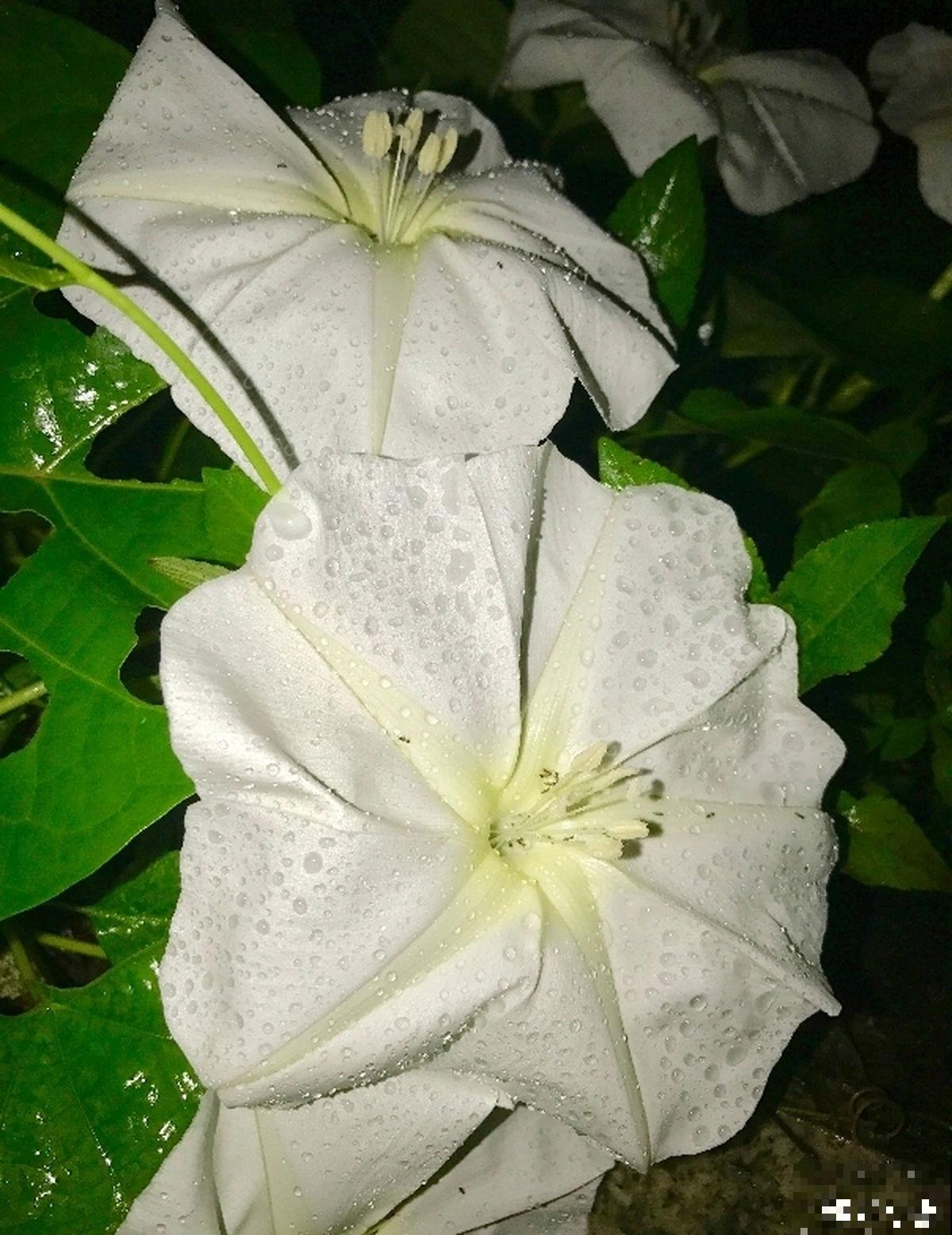 植物界的守夜花，你知道几个？悄无声息做地上“白月光”