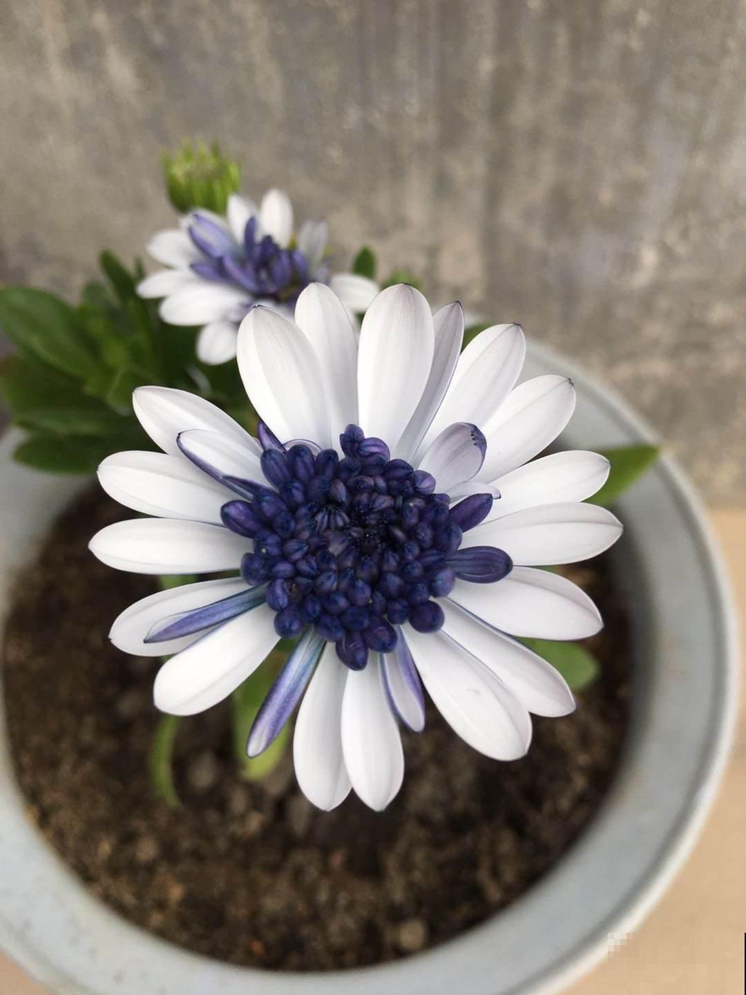 100种常见花,今天终于知道叫什么名了,建议收藏 100种常见花,今天终于知道叫什么名了,建议收藏