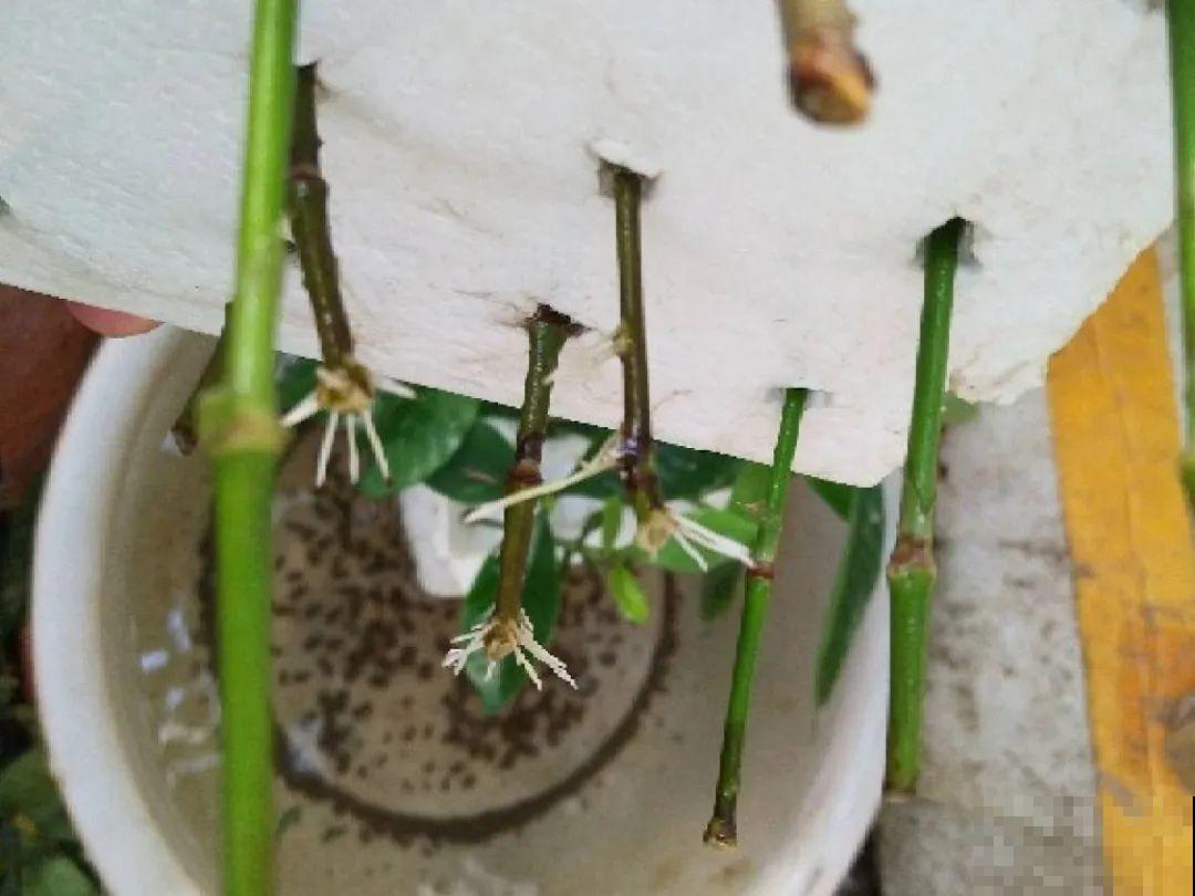 6月份扦插，选好合适的植物品种，沾土、泡水都能活