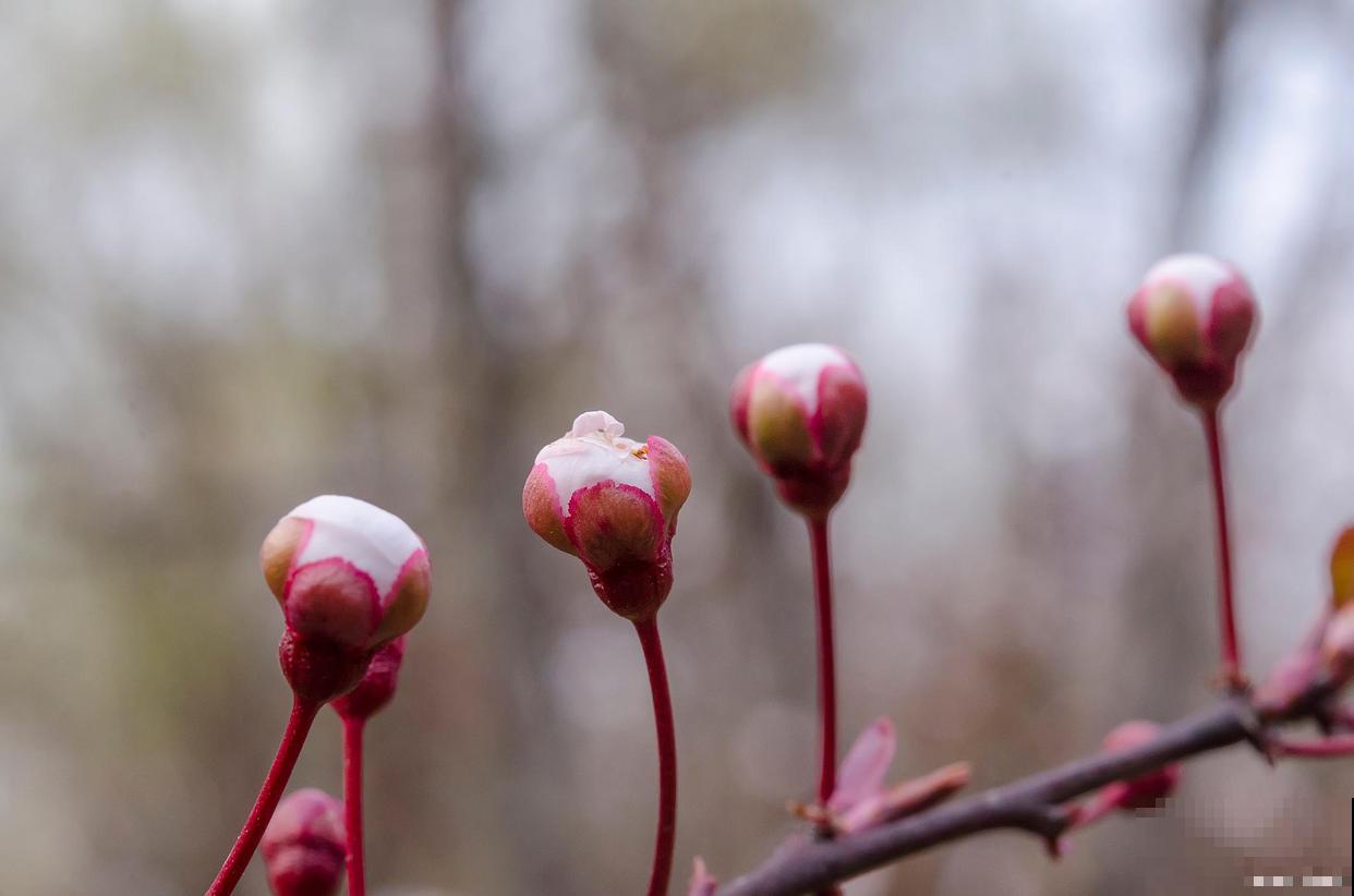 紫叶李果子能吃吗？几月份成熟？