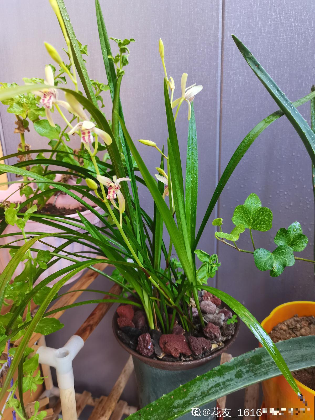 秋天到,花多多也该准备上了,早点用上开花多 秋天到,花多多也该准备上了,早点用上开花多