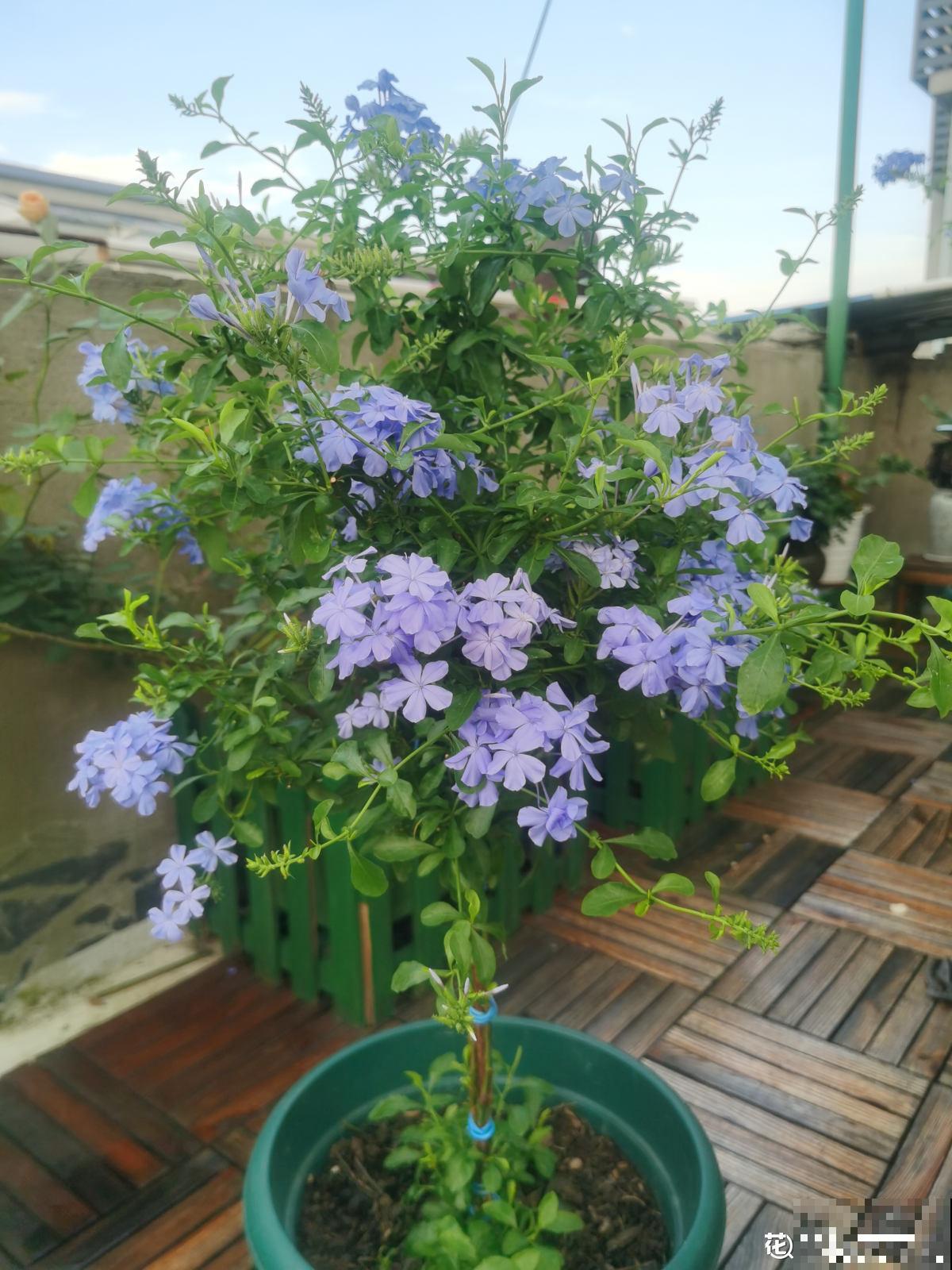 5种花夏天不用遮阴，越晒开花越带劲，满盆都是花