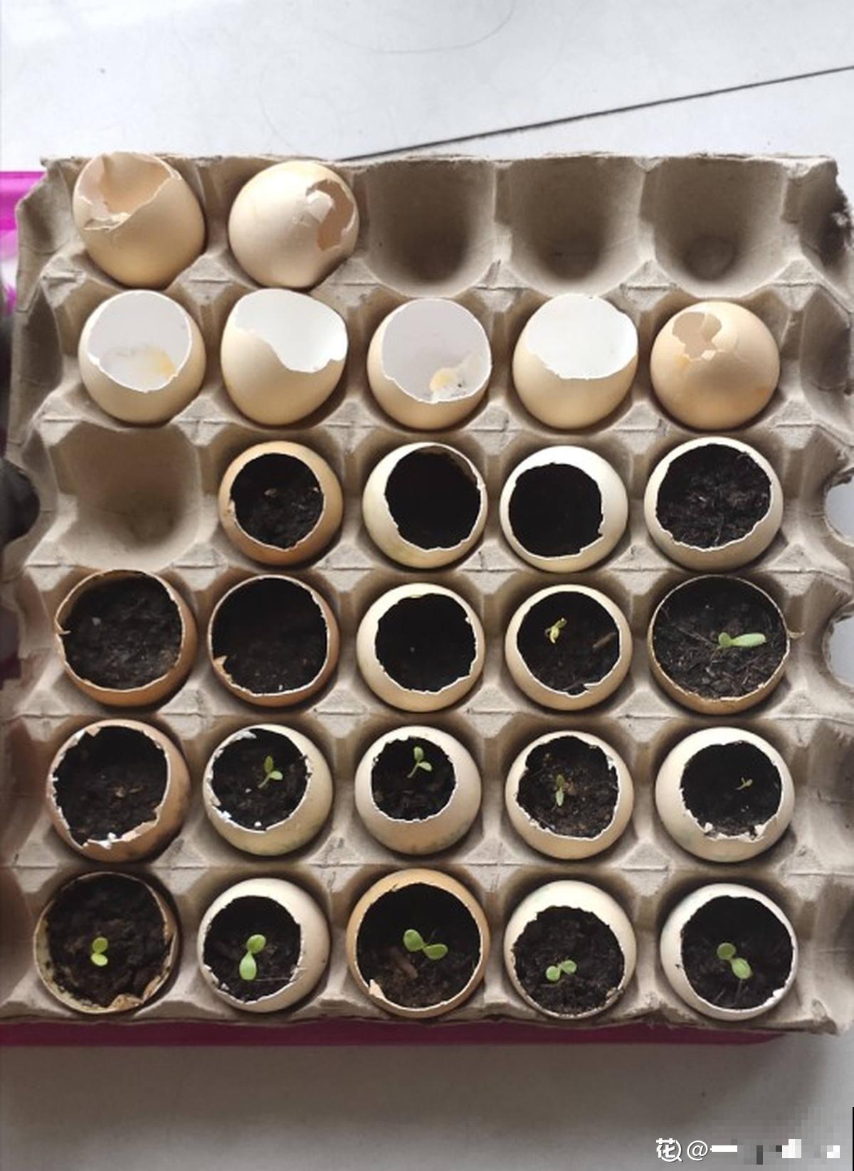 敲开的蛋壳别扔，这5种用法等你发掘，不用真是吃大亏