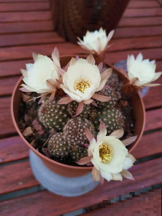 花期最短的4种花，昙花一现，短暂且美丽