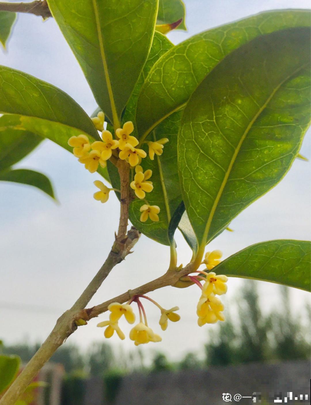 三伏天也要施肥的花，花肥喷一喷，促进开花