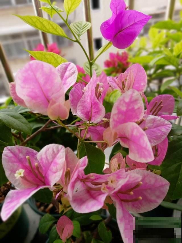 耐旱皮实的三角梅，一年能开大半年，真怕累坏它