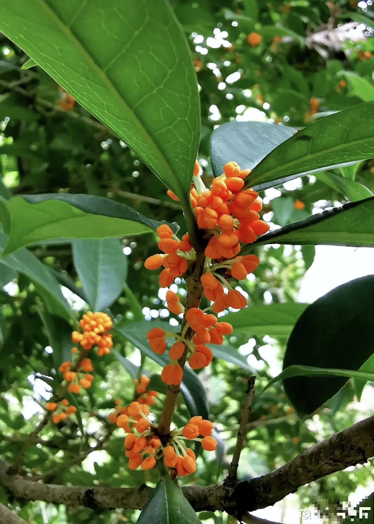 秋天院子里种棵桂花，“香飘十里”不为过，还能做成美味