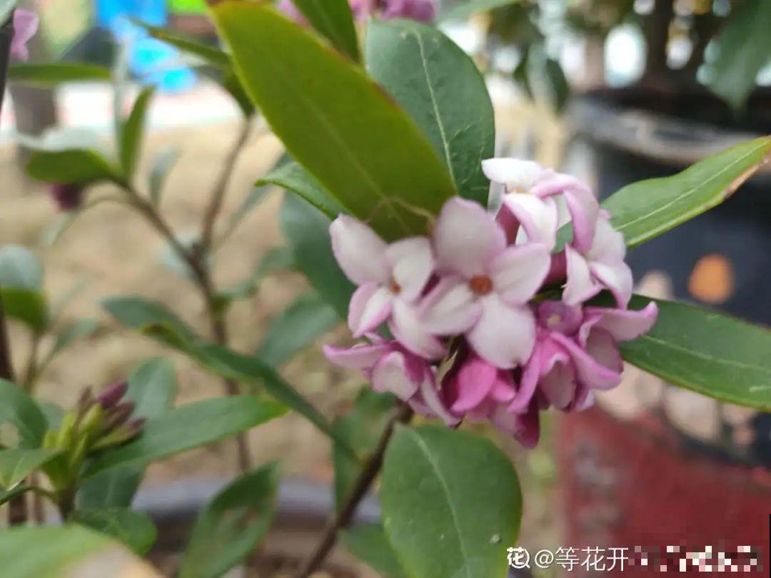8月后，6种花别修剪，小心以后不开花