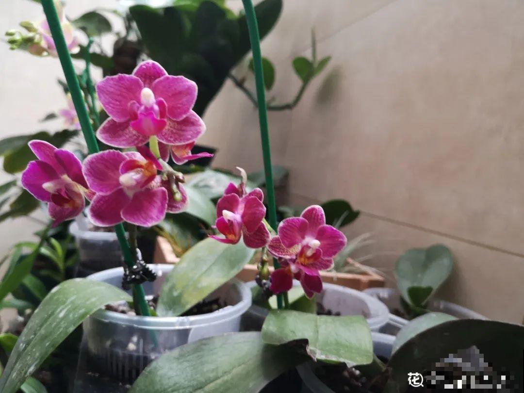 天热就别买这7种花，难养活，正休眠，养死了还浪费钱