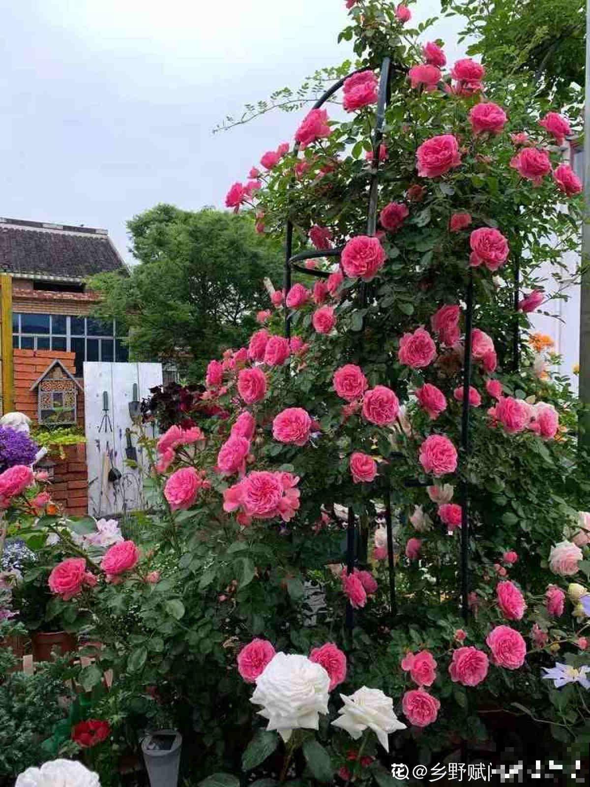 真正适合养花的院子，都有4个特点，利用好了院子变花园