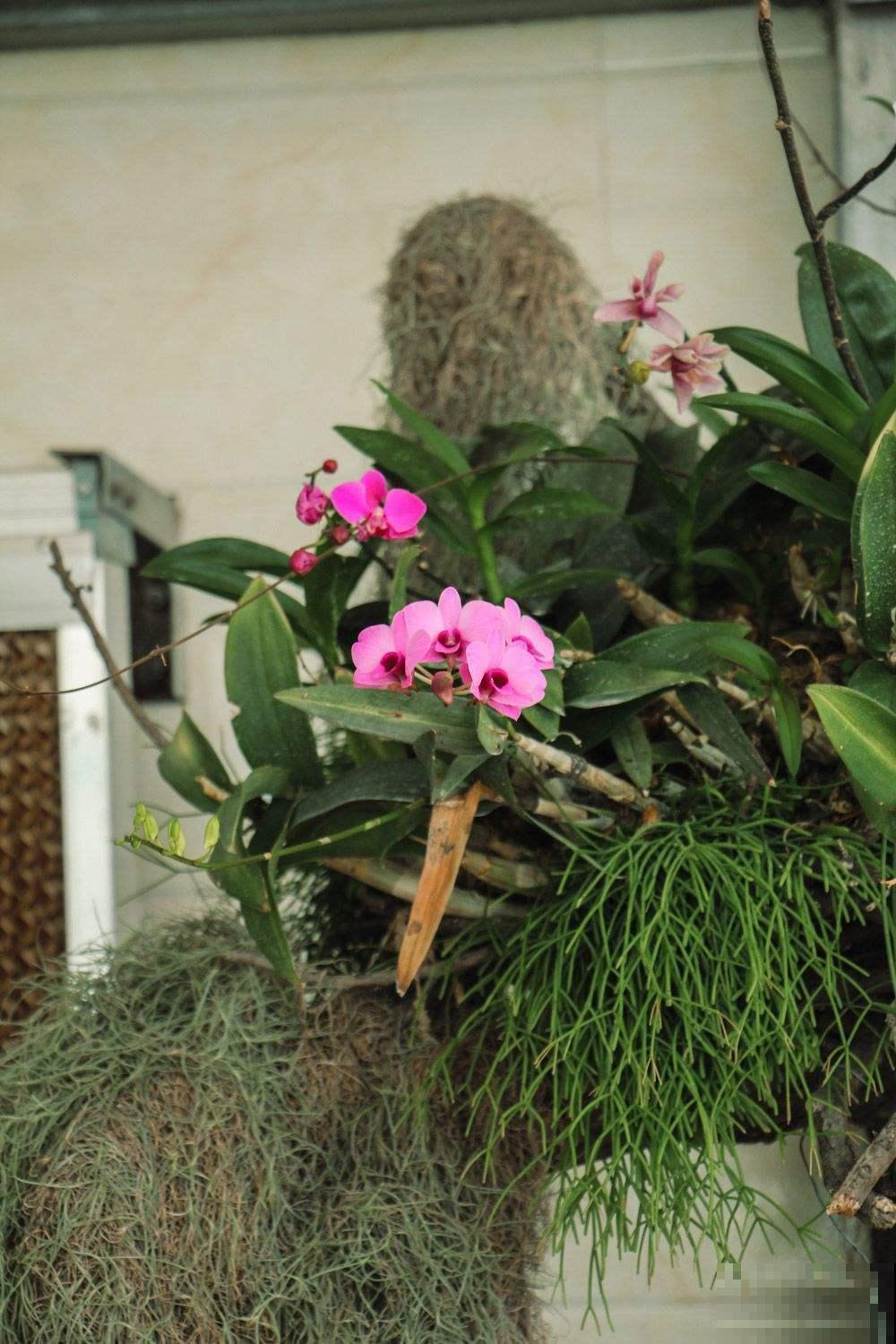 蝴蝶兰长势不旺？正确的浇水方法，你了解吗？