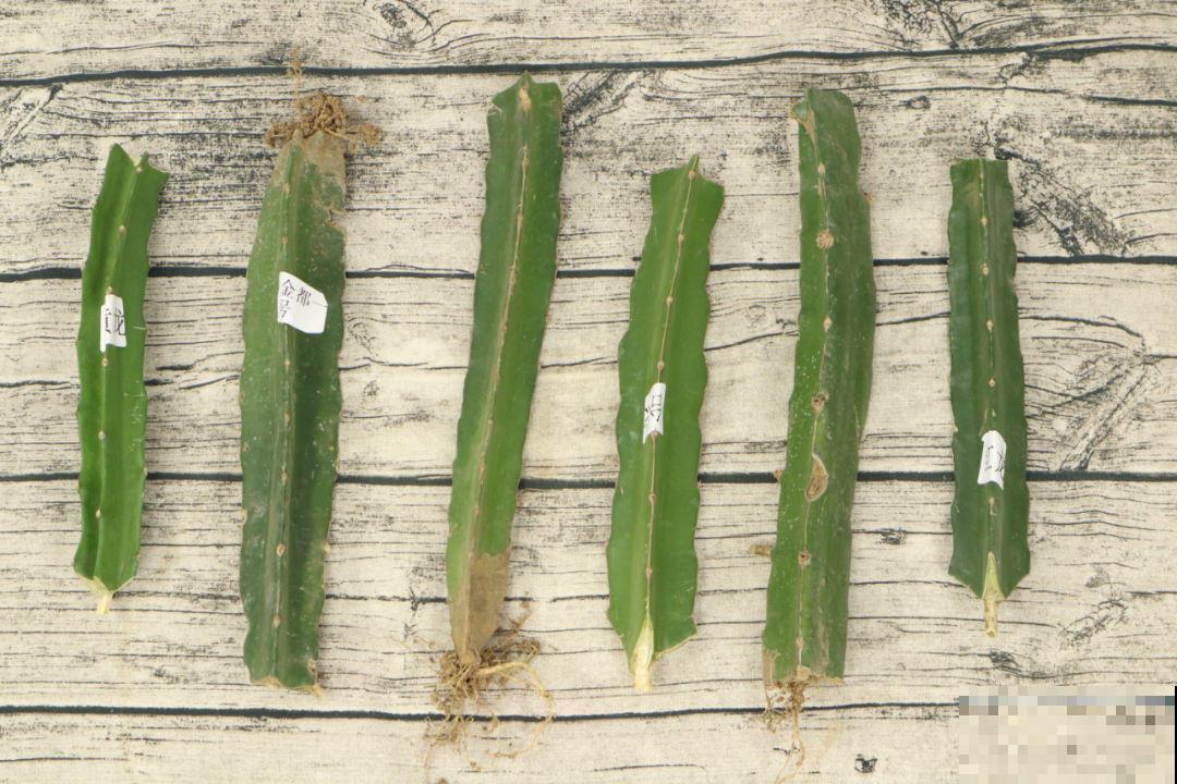 养了30年的玉树,扦插开出9色花,快来沾沾喜气 养了30年的玉树,扦插开出9色花,快来沾沾喜气