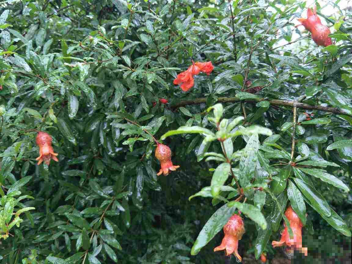 家有庭院,养好石榴盆栽,好运自然来 家有庭院,养好石榴盆栽,好运自然来