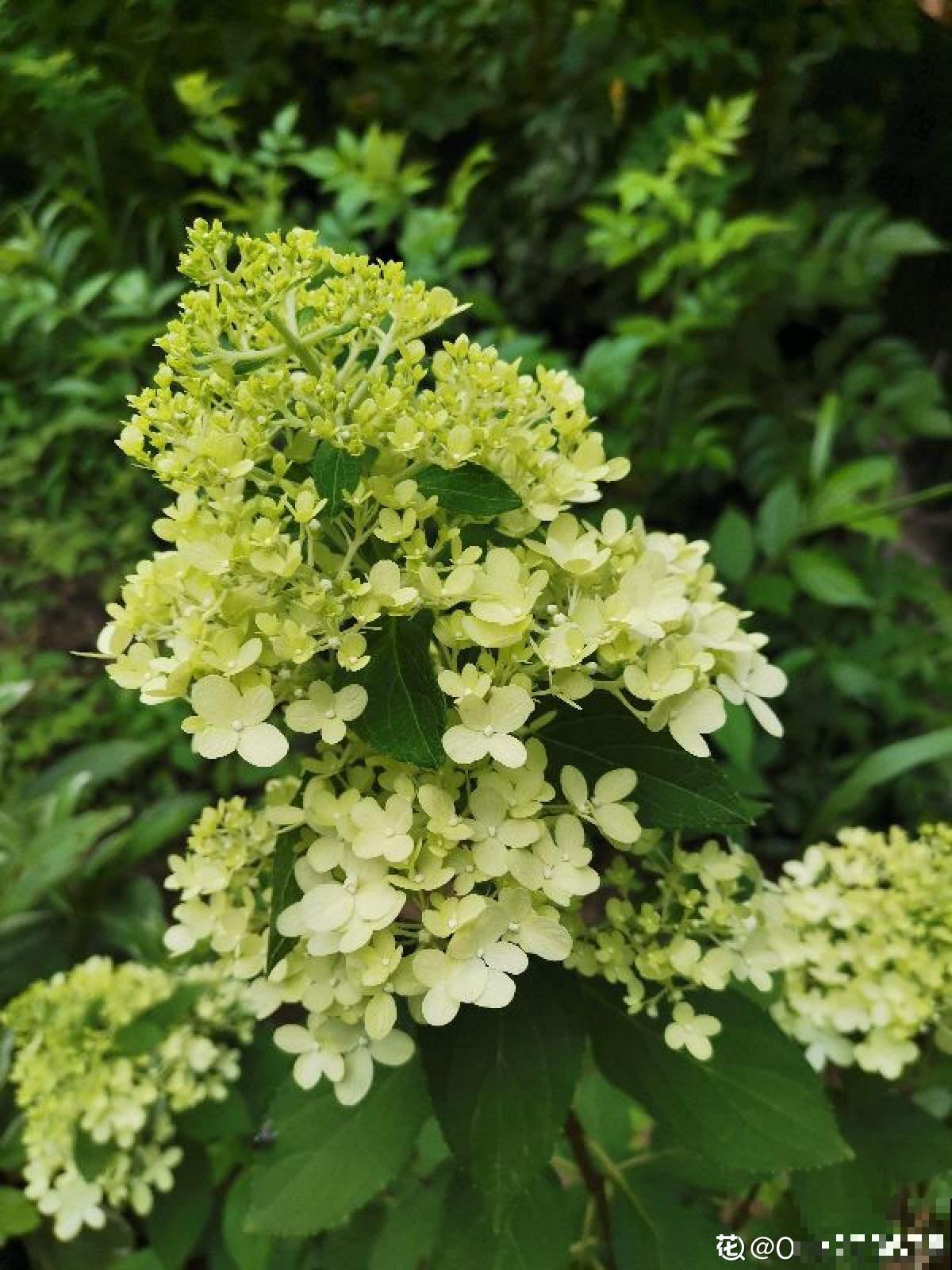 就不该养绣球，入了这品种的坑，想出都出不来