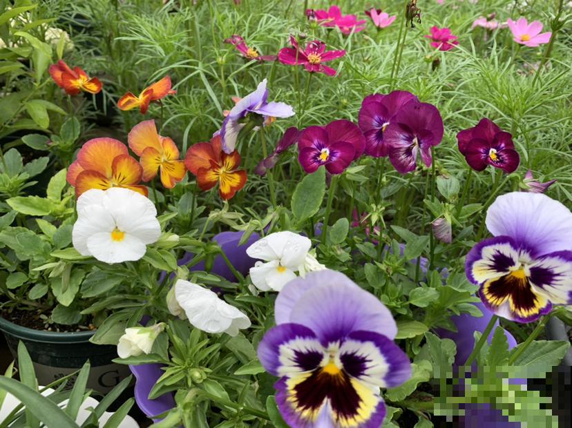 12生肖有专属幸运花,快来看看你的幸运花是哪种 12生肖有专属幸运花,快来看看你的幸运花是哪种