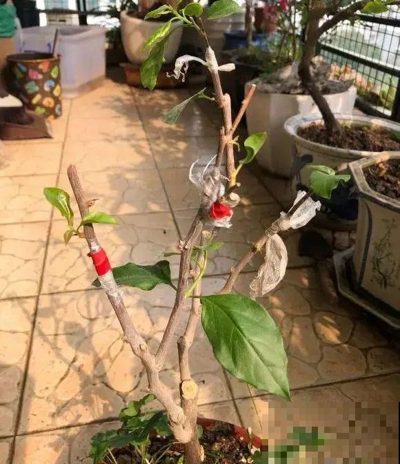 养了30年的玉树,扦插开出9色花,快来沾沾喜气 养了30年的玉树,扦插开出9色花,快来沾沾喜气