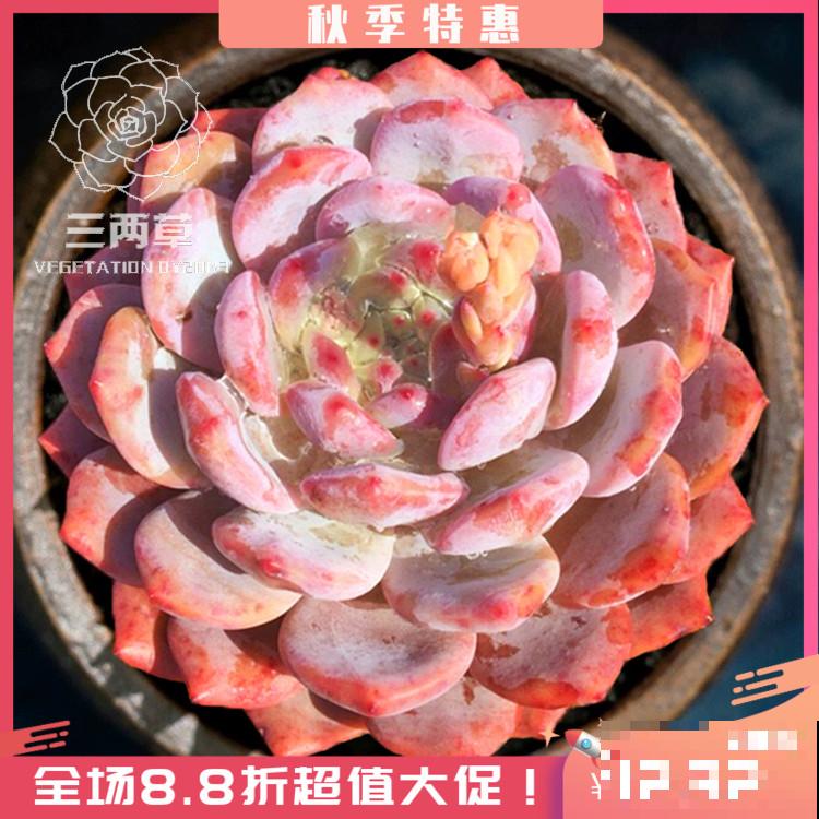 8种超美多肉,秋天抓住时机养,颜值高好养活 8种超美多肉,秋天抓住时机养,颜值高好养活