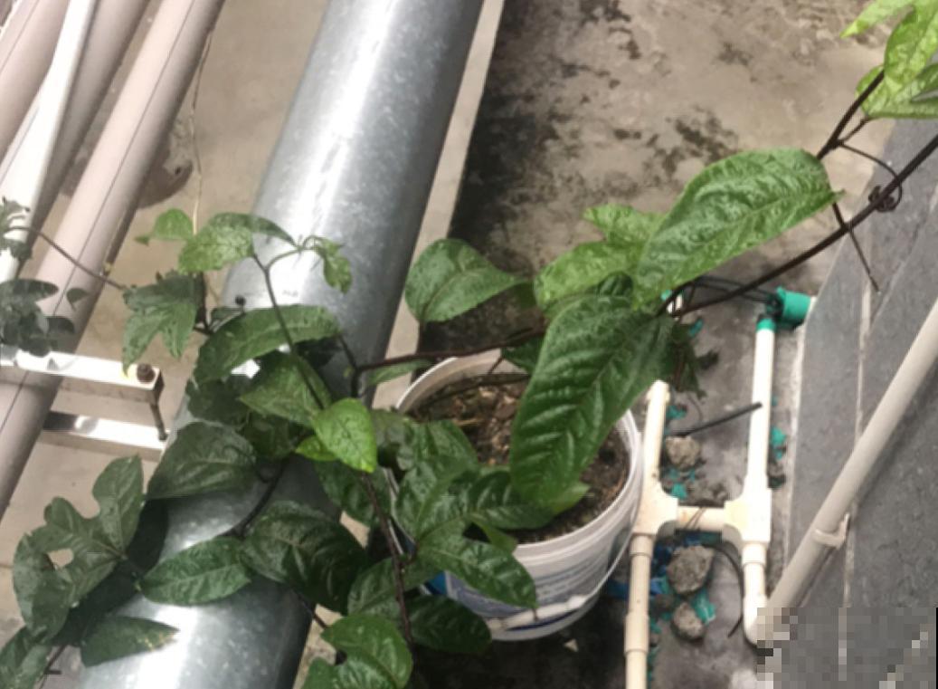 一棵百香果，3种养殖方法，爬藤扎地任你选