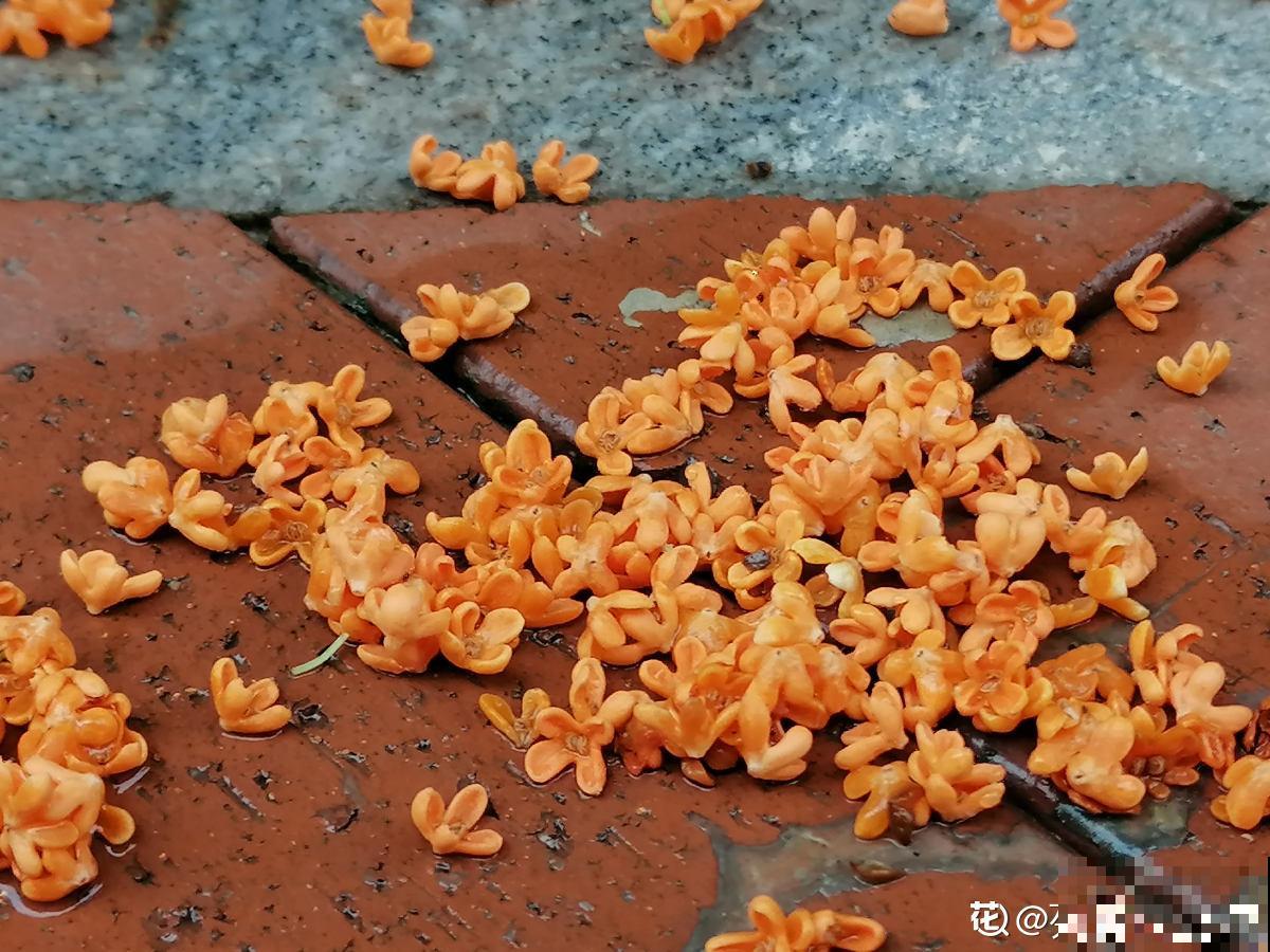 秋天院子里种棵桂花，“香飘十里”不为过，还能做成美味