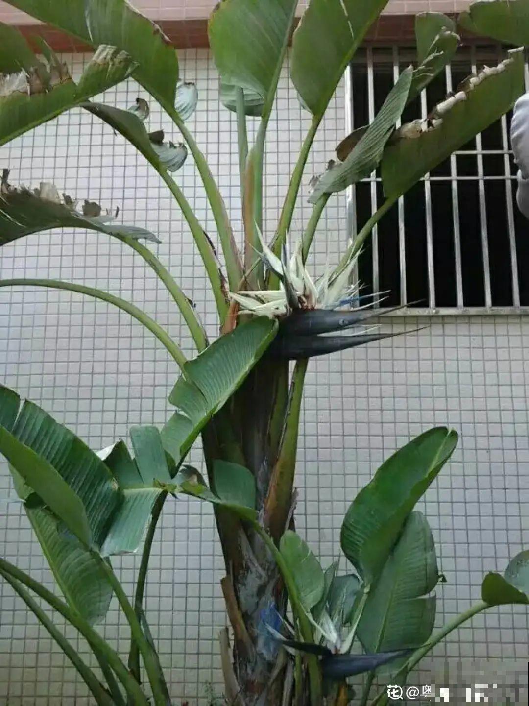 大叶子耐阴花，室内一定养，叶子比脸大，真凉快