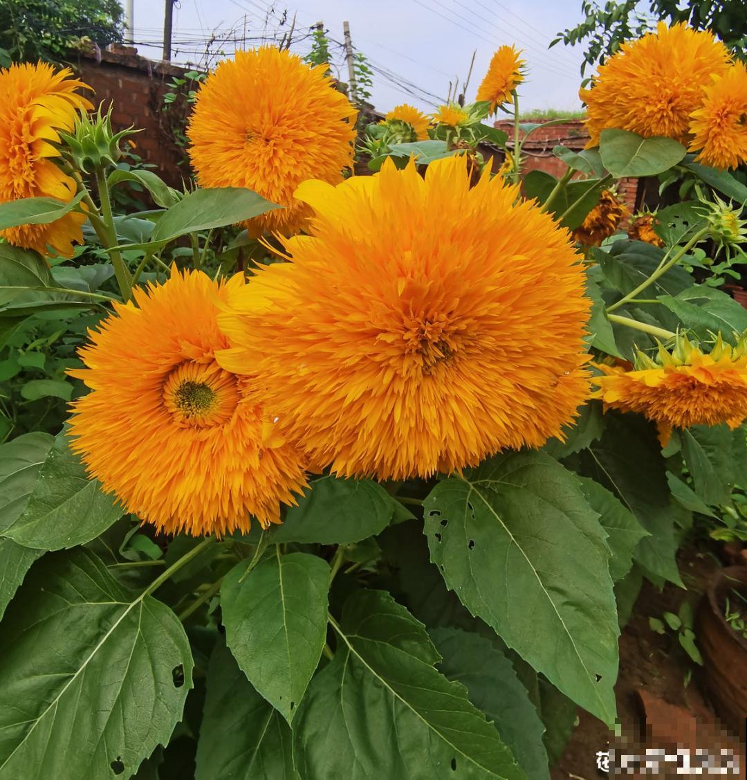 三伏天超美的10种花,妥妥的“开花楷模”,你养了几种? 三伏天超美的10种花,妥妥的“开花楷模”,你养了几种?