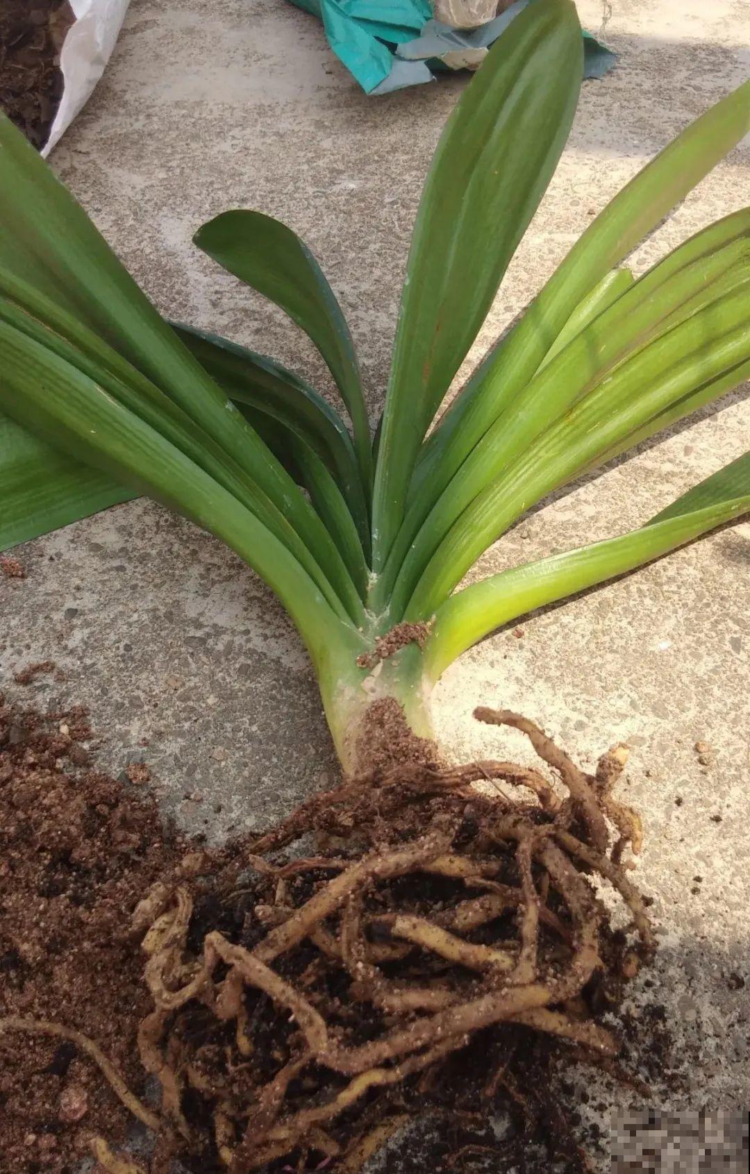 换盆时间到,换好后植物呼呼长,不换全年不开花 换盆时间到,换好后植物呼呼长,不换全年不开花