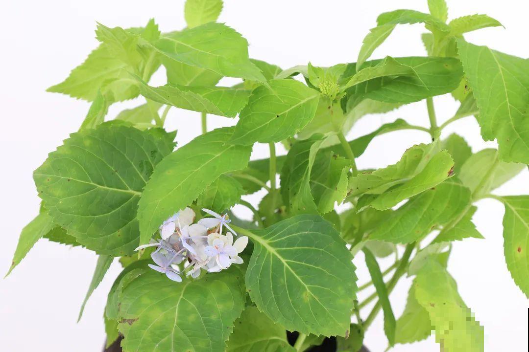 超耐阴的绣球花,放阴凉地也能开爆盆,颜色姹紫嫣红 超耐阴的绣球花,放阴凉地也能开爆盆,颜色姹紫嫣红