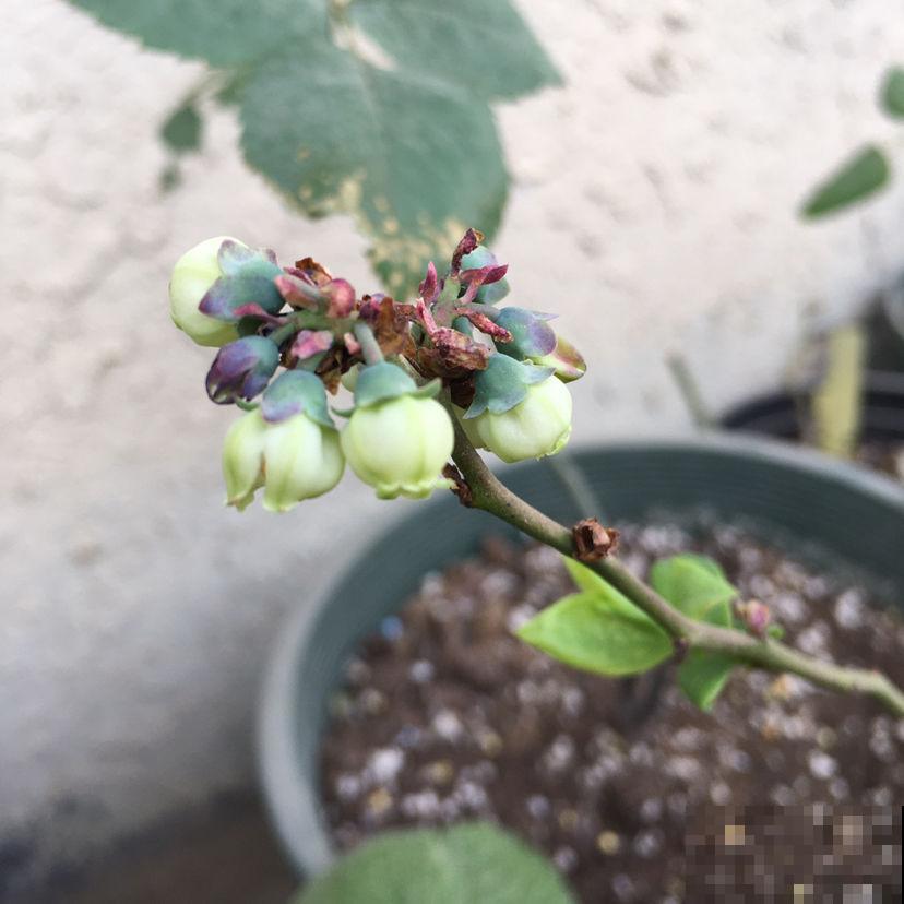 这4种果树，看到枝条扎土里，半月看见“萝卜根”