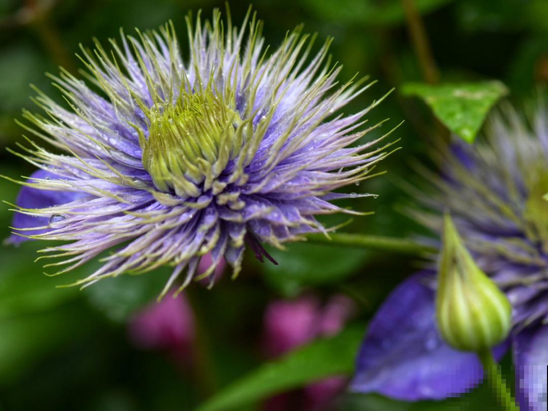有个小院种种菜,养点花草,忘记半生喧嚣 有个小院种种菜,养点花草,忘记半生喧嚣