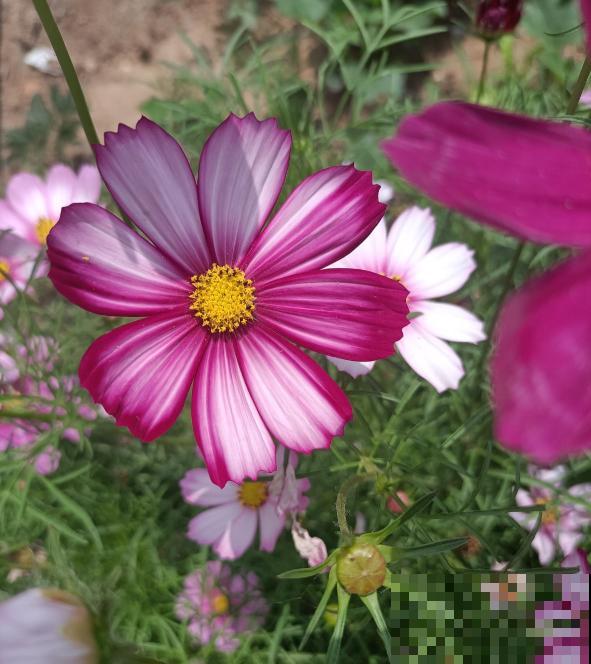 5种花,光听名字就很美,看到实物后,网友感叹:名不虚传 5种花,光听名字就很美,看到实物后,网友感叹:名不虚传