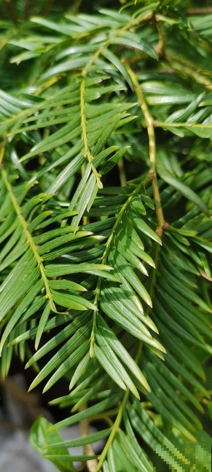 路边的野花别乱采,要是采到“国二”,可能会惹到麻烦 路边的野花别乱采,要是采到“国二”,可能会惹到麻烦