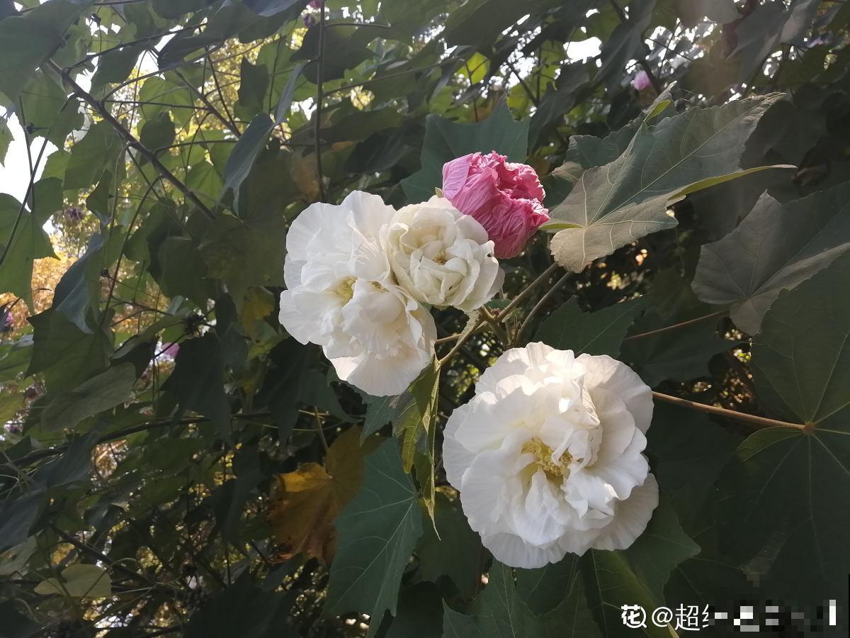 1种花天生会“变脸”,开放时是红色,衰败变白色,见的人真不多 1种花天生会“变脸”,开放时是红色,衰败变白色,见的人真不多