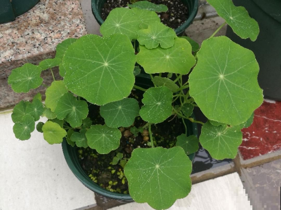 10种花开完不要剪，等20天之后，1盆变多盆