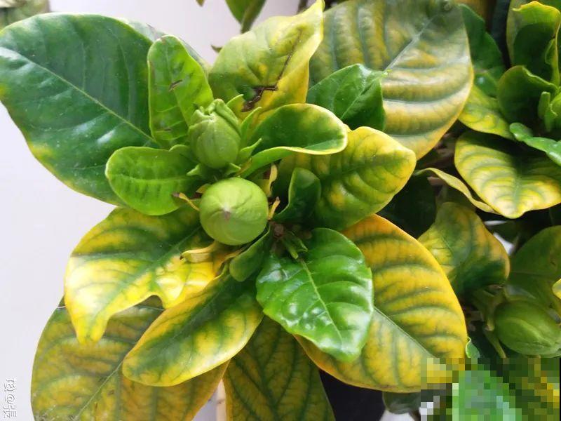 10种花并不是一次性,掌握养护要点,还能复花 10种花并不是一次性,掌握养护要点,还能复花