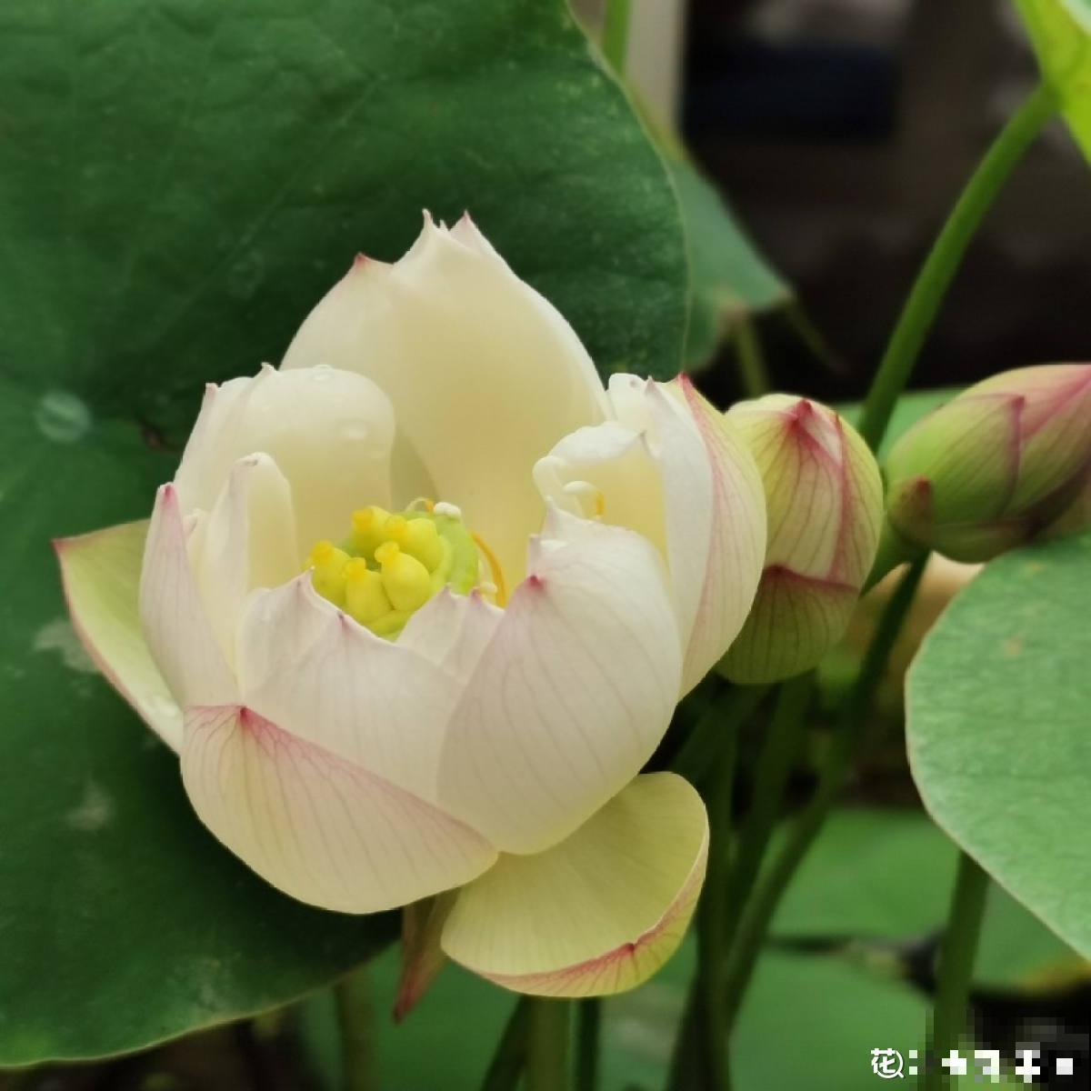 因为名字晦气，婆婆总和我闹别扭，养碗莲有什么错？